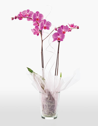 Shop Floral - Weekly Specials - Orchid Plant